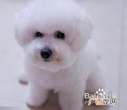 比熊的性格,比熊体味排名？