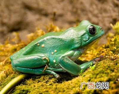 听取蛙声一片蛙声是指什么蛙,蛙声雅称？