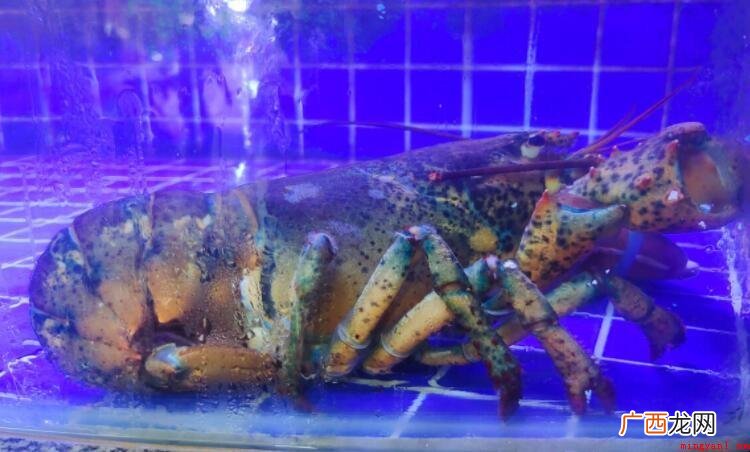 澳洲龙虾和波士顿龙虾的区别是什么