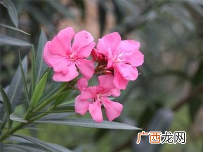 夹竹桃属的形态特征,夹桃竹是什么花种？