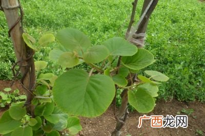 爬藤植物有哪些,爬藤类植物有哪些？
