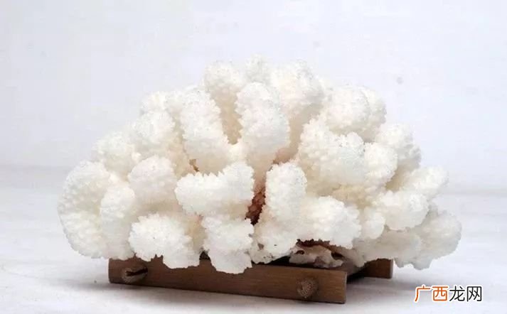 白珊瑚怎么洗,白色珊瑚脏了怎样清洗？