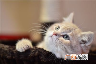 小猫耳螨怎么办,猫咪有耳螨，要怎么清理？