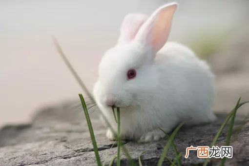 兔子不吃东西怎么办,小兔子不吃不喝也不动怎么办？