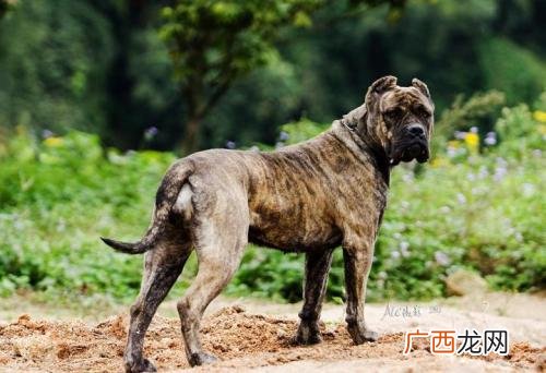 护卫犬哪种好,边牧羊犬什么品种最好?