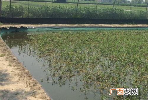鱼塘放什么消毒,84消毒液可以清塘吗？