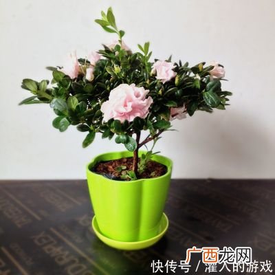 不怕寒冷的植物有哪些,动物或植物过冬的方式有哪些？