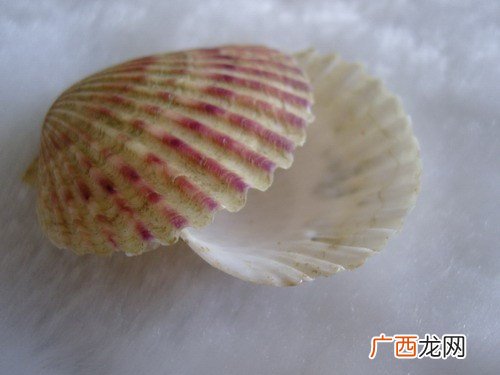 贝壳粉是什么东西做的,白壳粉是什么材料做成的?