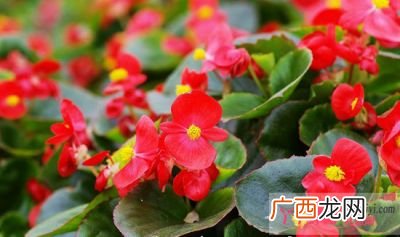 玻璃翠有毒吗生活植物天涯问答,玻璃翠养家里对人身体好吗？