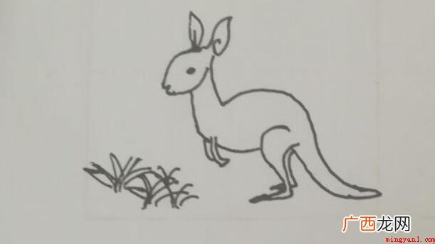小袋鼠简笔画怎么画 澳洲特有动物之一 小袋鼠简笔画怎么画