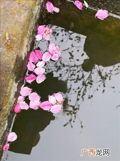 夹岸桃花蘸水开意思,摘下桃花换酒钱出自哪首歌？