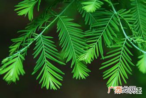 水杉是什么植物,水杉是什么植物？