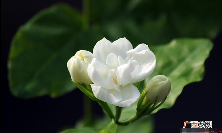 茉莉是否适合放在室内_宠物频道 茉莉适合放在室内吗