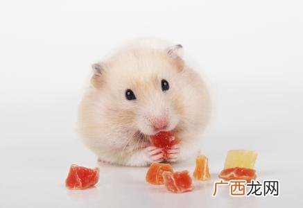 仓鼠真的可以吃苹果吗,仓鼠能吃人的哪些水果？