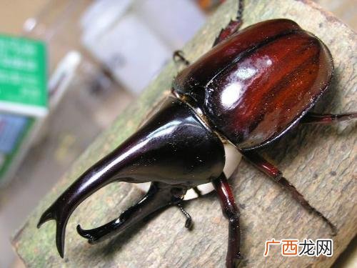甲虫有哪些,国家二级保护甲虫有哪些？