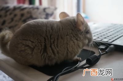 宠物龙猫是猫吗,龙猫是猫类吗？