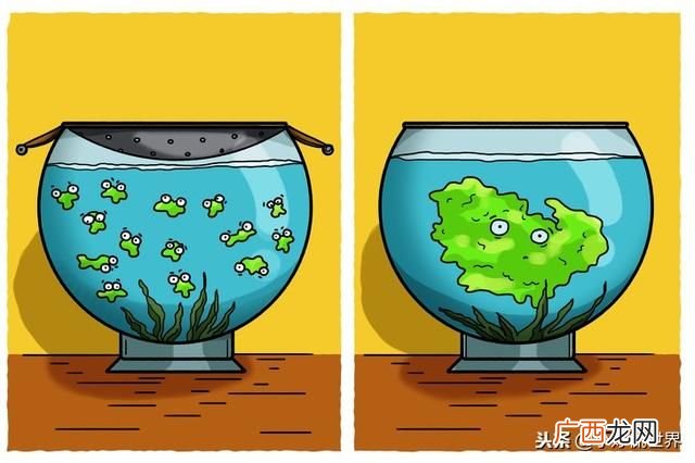 海绵是什么生物,海绵是鱼类吗?