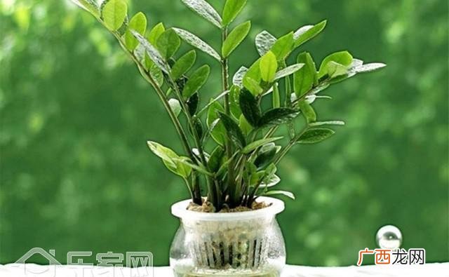12生肖终身的幸运植物 属龙的养什么植物旺财