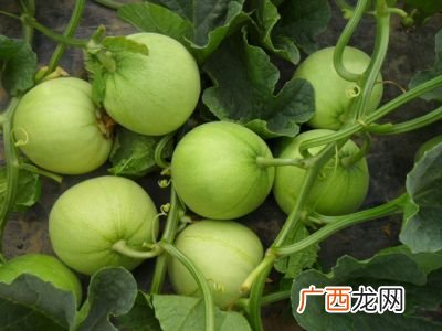 博洋9号甜瓜产地是哪里,博洋9号甜瓜糖分？