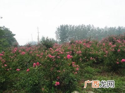 紫薇什么时候开花,紫薇花什么时候发芽开花？