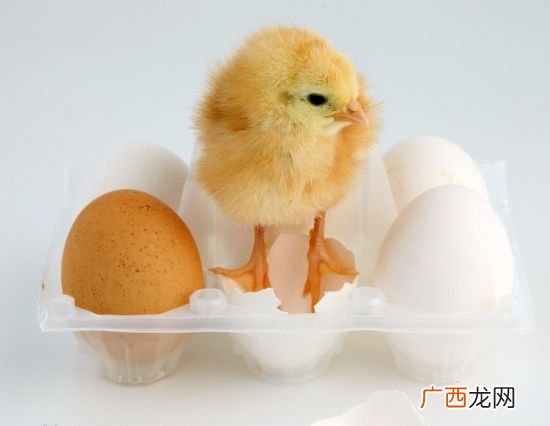 小鸡是怎么孵出来的,母鸡如何孵化小鸡？