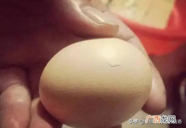 小鸡是怎么孵出来的,母鸡如何孵化小鸡？