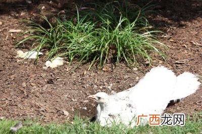 鹅吃的草有哪几种,鹅吃河里的榨草好不？
