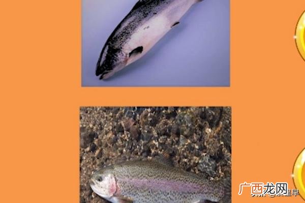 如何区别三文鱼和红鳟,虹鳟鱼和三文鱼的区别？