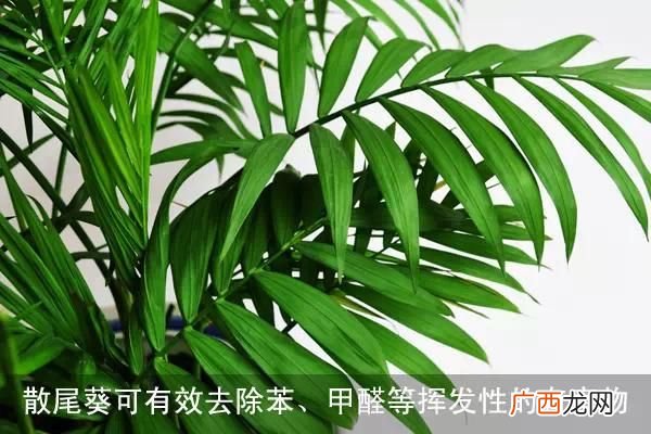 去除苯最好的植物,哪些植物可以除苯呢？
