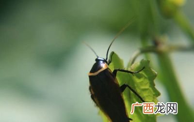 蟑螂喜欢吃什么诱饵,蟑螂诱饵的配方？