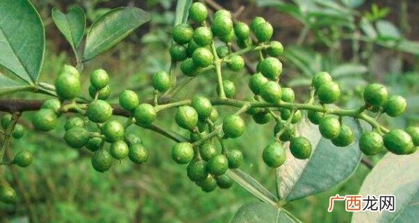 藤椒和花椒的区别
