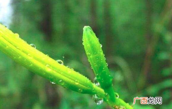 金针菜不能和什么一起吃