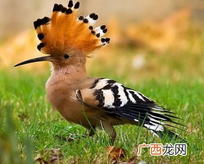 戴胜鸟为什么是圣经上的禁鸟,戴胜鸟能活多久？
