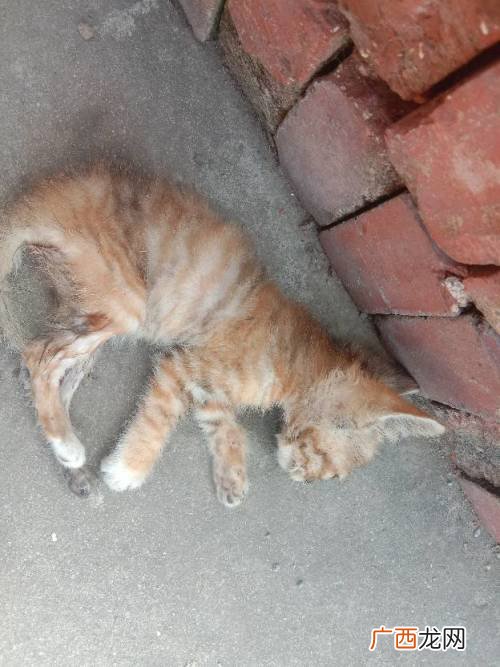 小猫便血是怎么回事儿,猫咪拉血便怎么回事但很活泼？