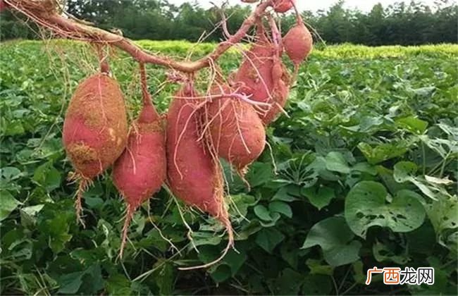 如何种植红薯红薯的种植方法,红薯的种法？