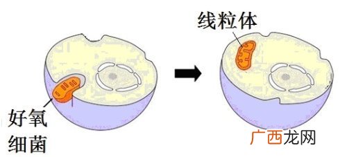 内共生起源学说是什么,内共生学说的主要内容？