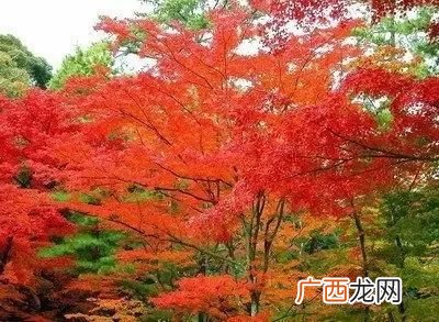 槭树科有哪些树种,槭树科有什么特征？