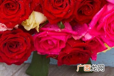玫瑰花多少朵的寓意,玫瑰