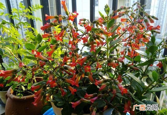 宫灯花什么时候开花,宫灯百合的正确养殖方法？