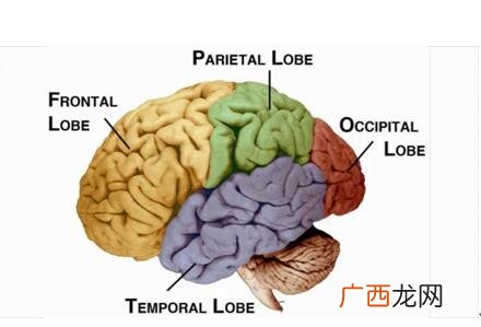 大脑皮层分为哪四个部分,人大脑成熟最慢的的部分是？