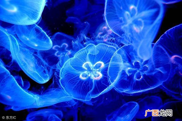 生物进化论的基本观点是什么,达尔文16字法则？