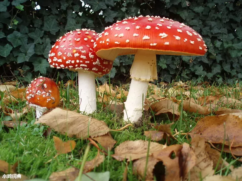 红伞伞,白杆杆,吃了一起躺板板 红伞伞是什么梗