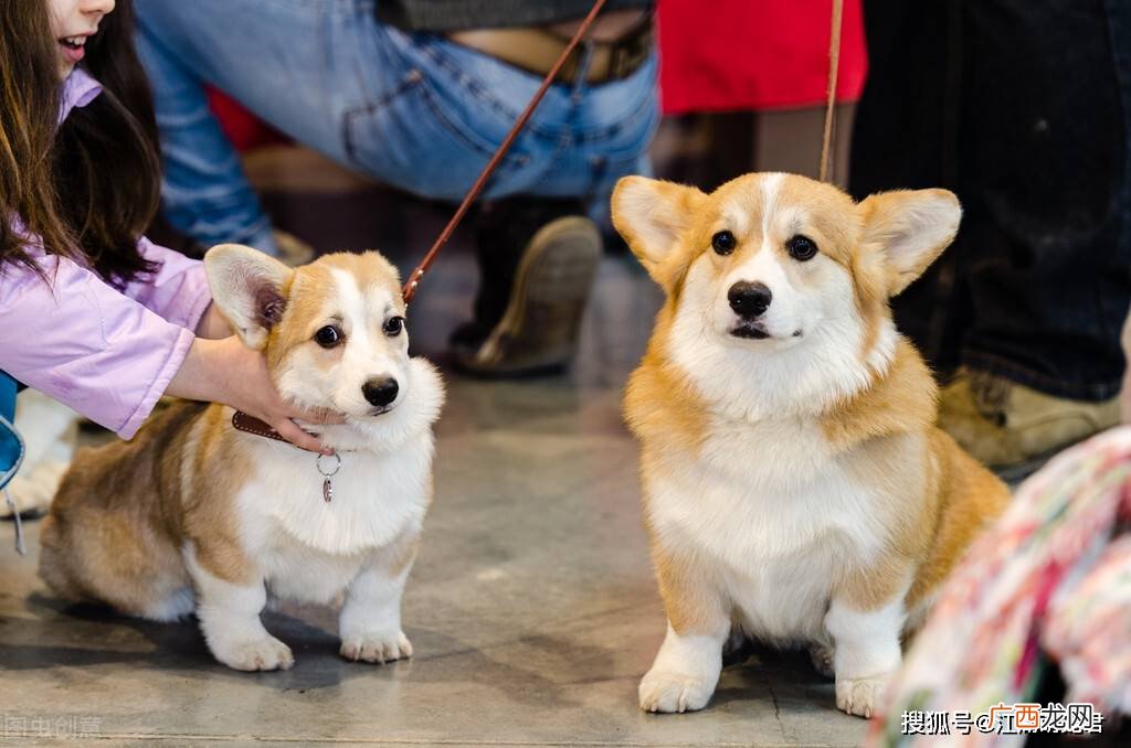 纯种柯基犬怎么辨别,柯基脖子没有一圈白毛是不纯吗？