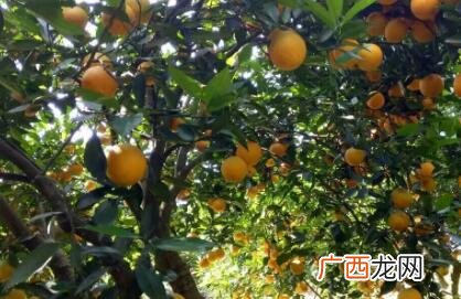 秭归夏橙什么时候成熟,秭归夏橙优缺点？