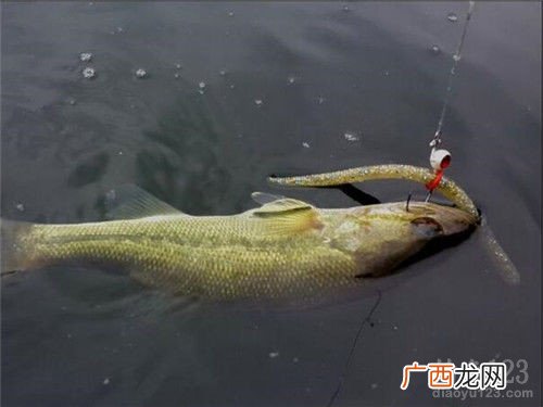 南极虾钓鱼怎么钓,南极磷虾能钓翘嘴吗？