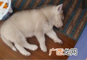 狗打嗝怎么回事,狗狗打嗝是怎么回事呢?