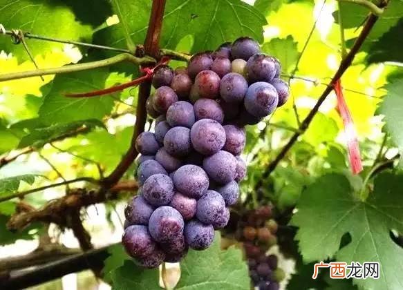 葡萄含糖量高么,葡萄含蔗糖吗？