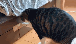 猫咪智商高有这几个表现，别小瞧它了 猫咪智商高的6个表现
