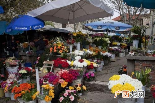 南昌花卉批发市场在哪里,南昌市花鸟市场在哪？