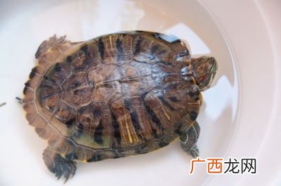 买乌龟怎么买,超市新买的小乌龟怎么养？